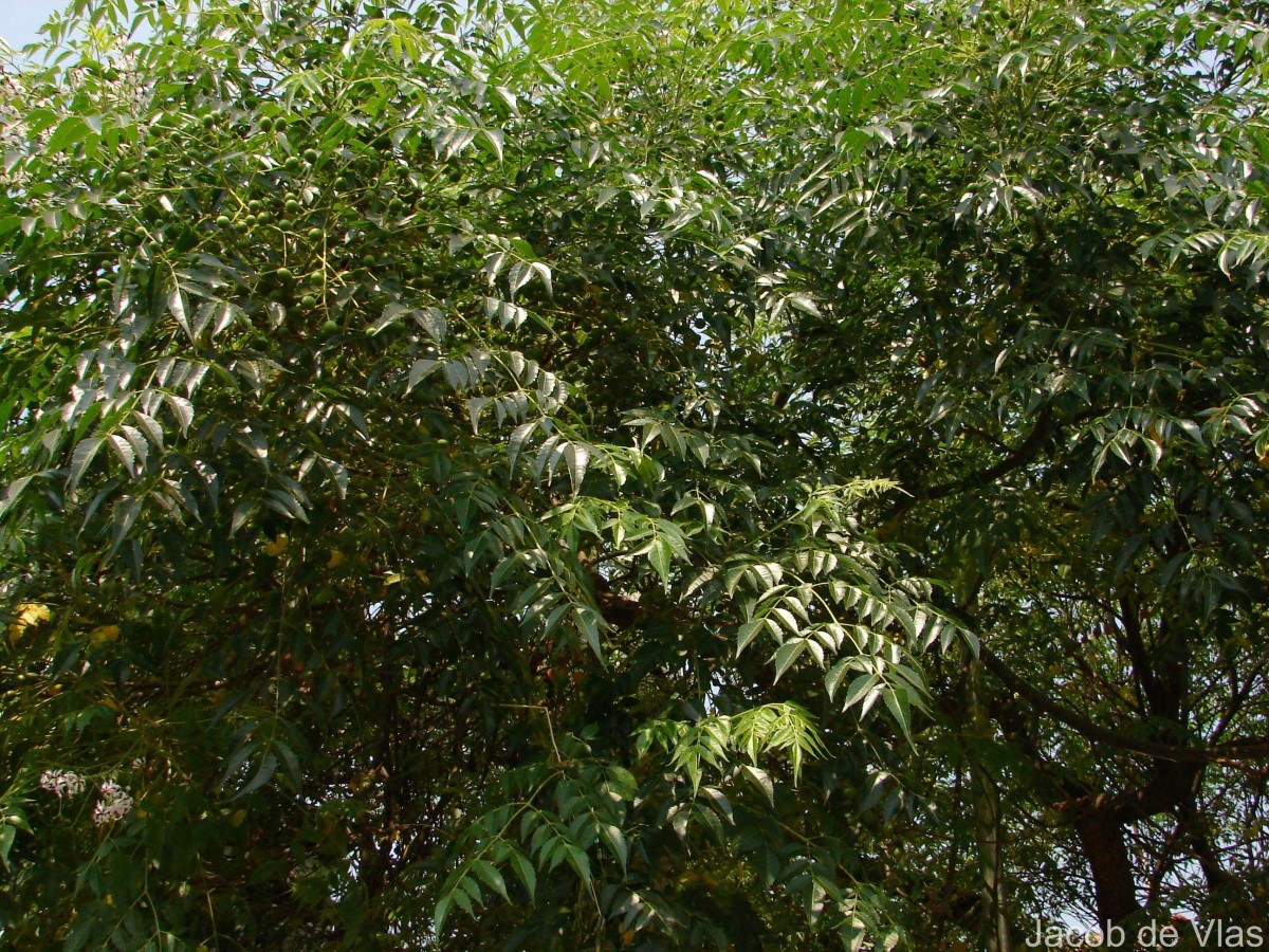 Melia azedarach L.